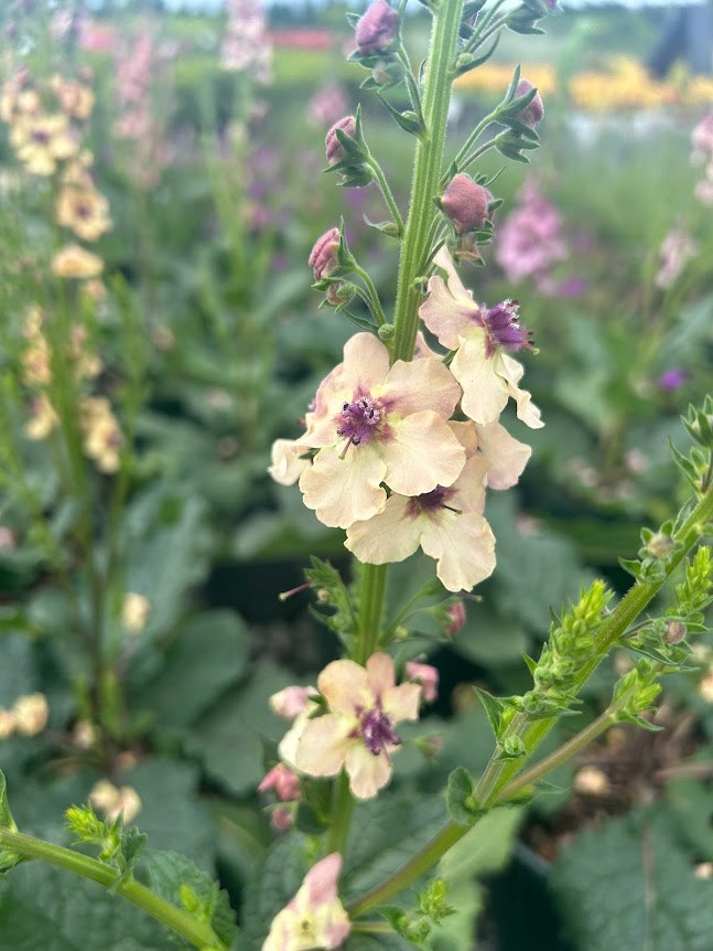 plants_details Adcock’s Nursery