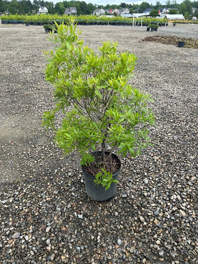 plants_details Adcock’s Nursery