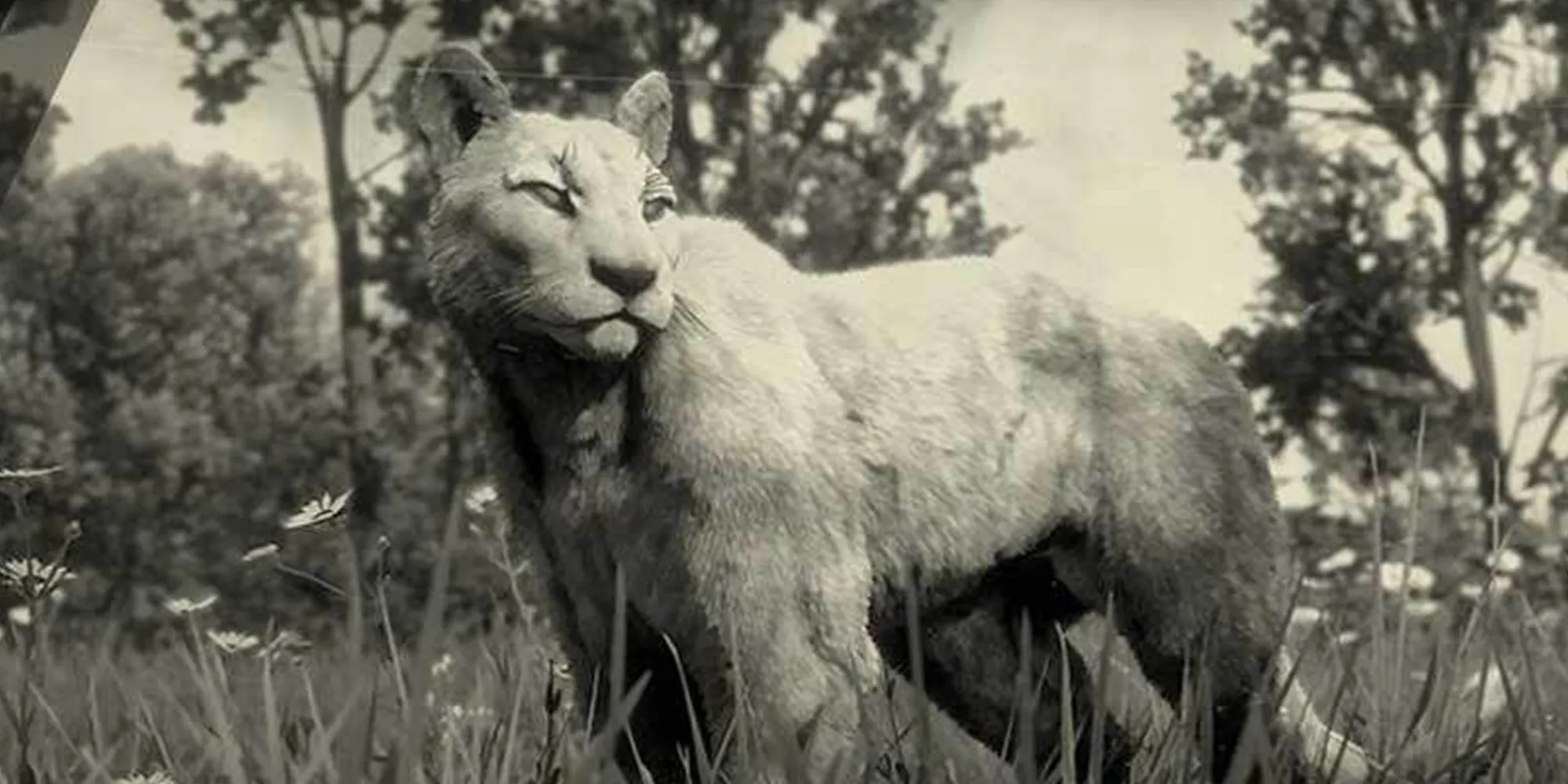 Where to Find The Legendary Ghost Panther Location in Red Dead Online