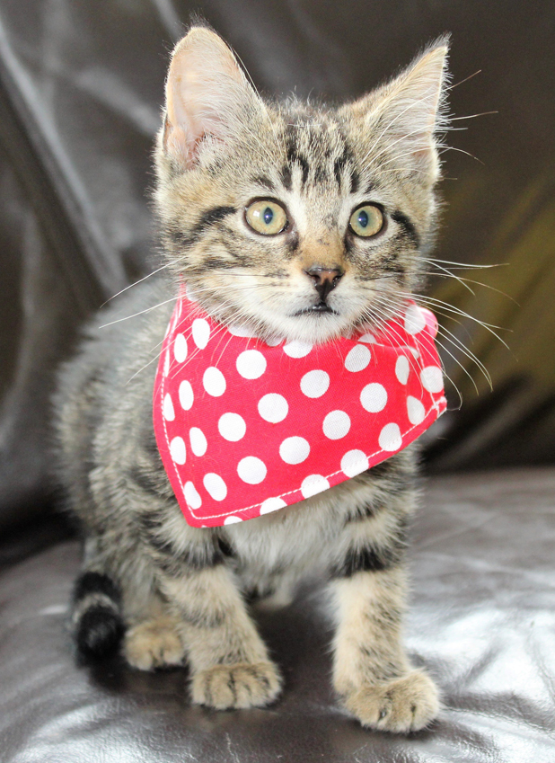 Cat adoption day finds eight cats forever homes Stuff.co.nz
