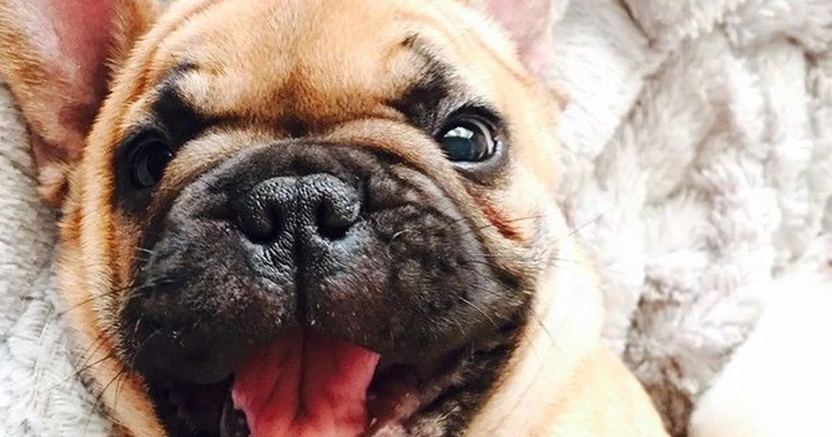 9 Best Dog Breeds For Apartment Living TheThings