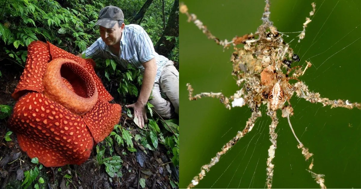 25 Things Hidden Deep Within The Amazon Forest That No One Knows About