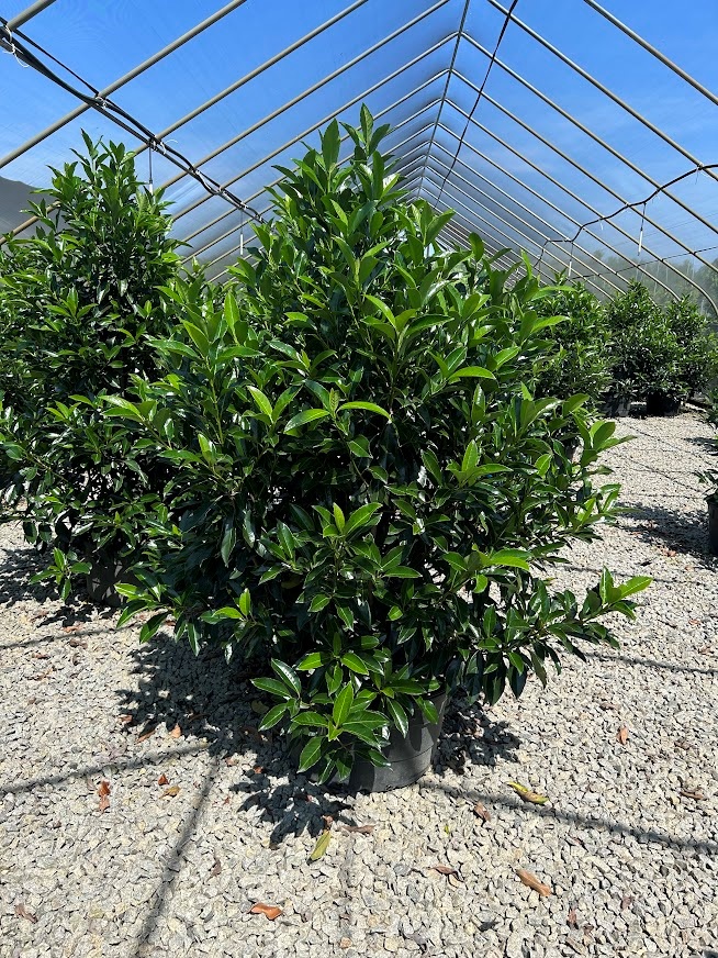 plants_details Adcock’s Nursery