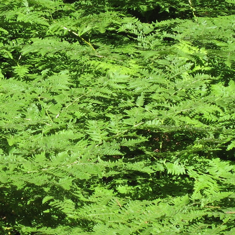 How can I Find the Average Color of a Photograph?