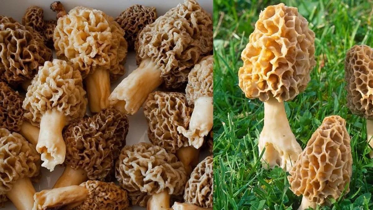 10 types of mushrooms and tips for cooking them in the best way