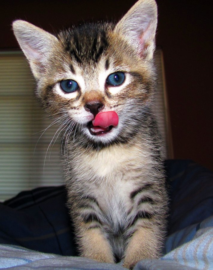 5 week old kittens ) The Cat Site