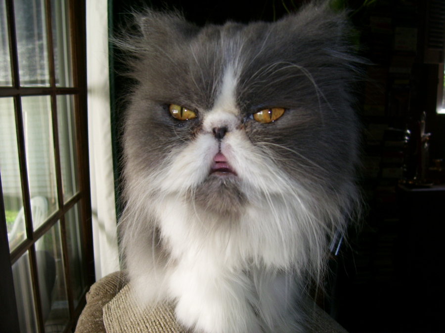 Hair not growing back TheCatSite