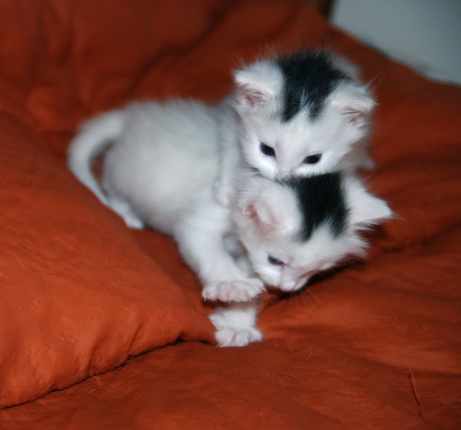 Flatchested Kitten Syndrome TheCatSite