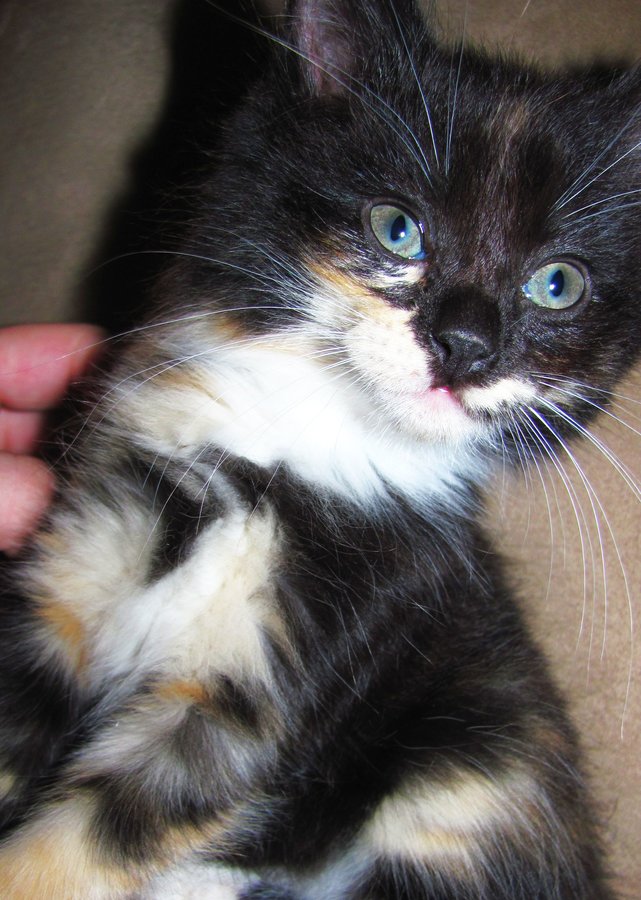6 week old kittens!! And the new rescue kittens! TheCatSite
