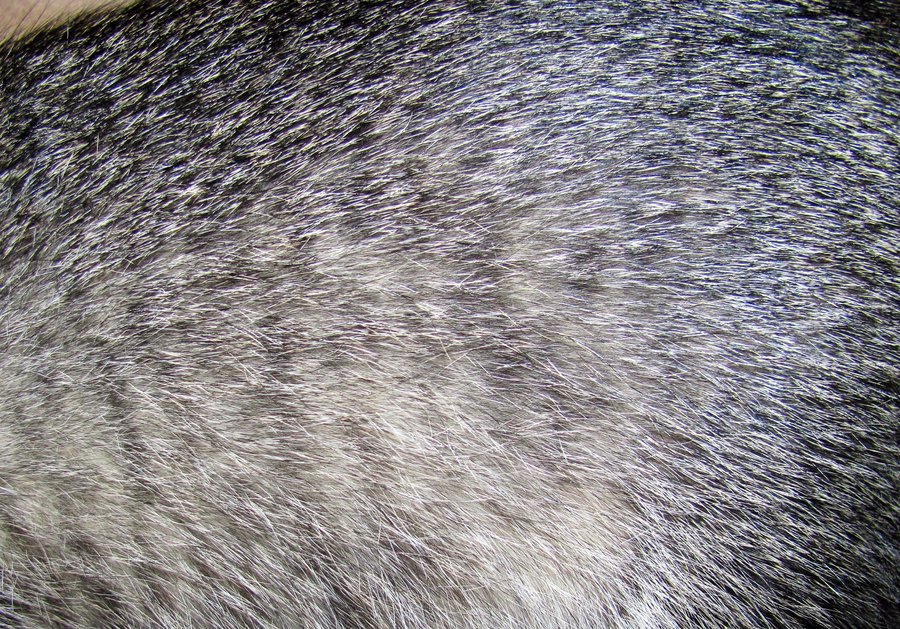 Ticked Tabby? TheCatSite