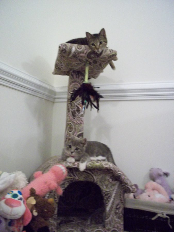 Stylish cat towers? TheCatSite