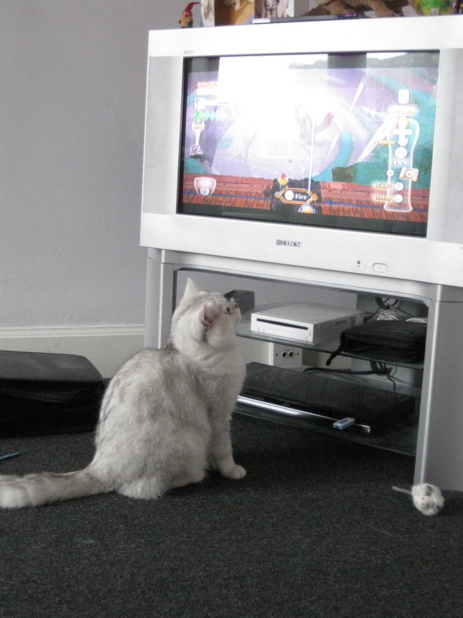 Cats Watching TV TheCatSite