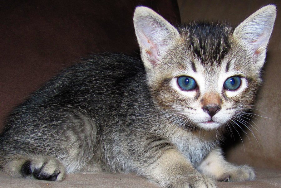 6 week old kittens!! And the new rescue kittens! TheCatSite