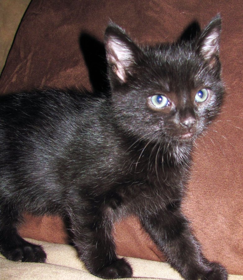 6 week old kittens!! And the new rescue kittens! TheCatSite