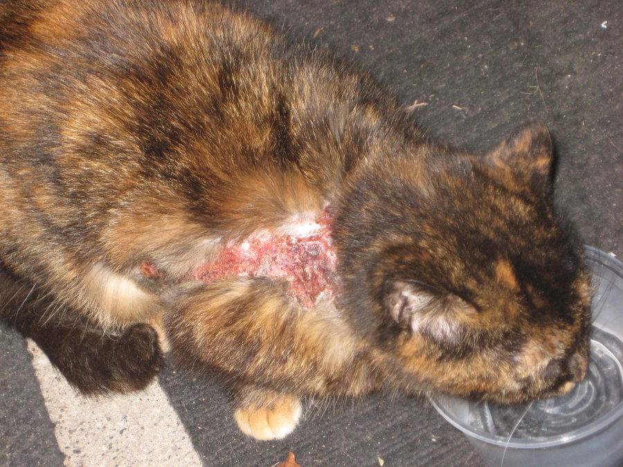 Big sores on cats fur/skin TheCatSite
