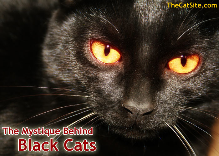 The Mystique Behind Black Cats TheCatSite