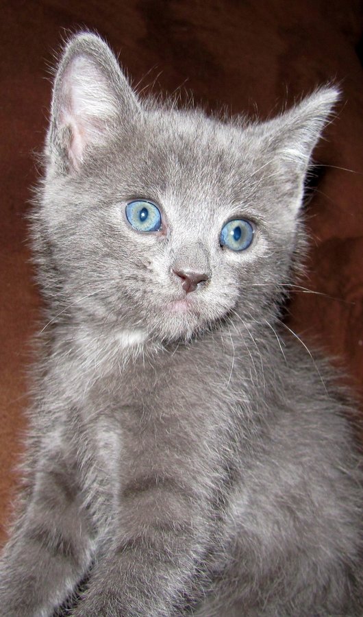 6 week old kittens!! And the new rescue kittens! TheCatSite
