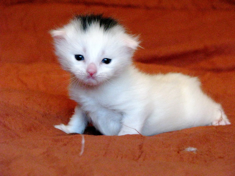 Flatchested Kitten Syndrome TheCatSite