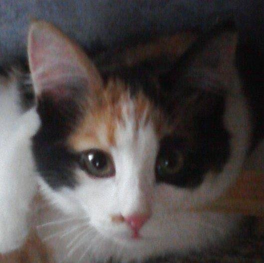 Why does my cat twitch her back sometimes? Page 2 TheCatSite