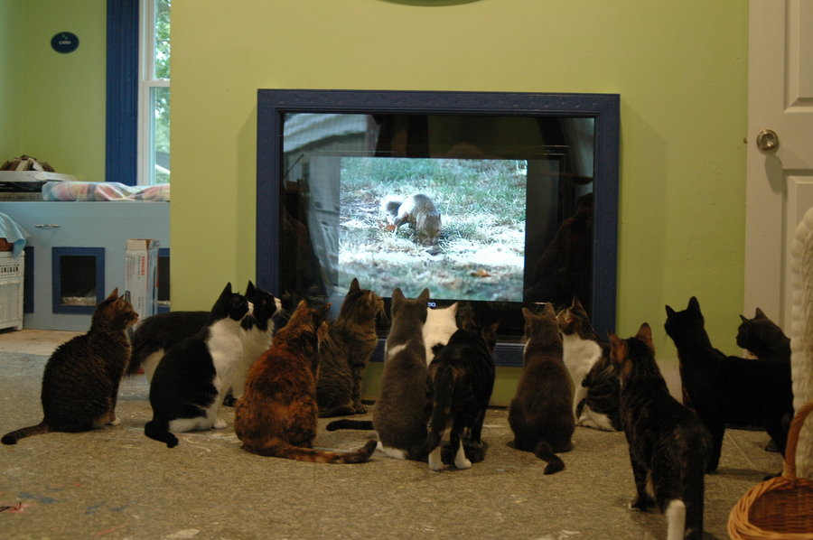 Cats Watching TV TheCatSite