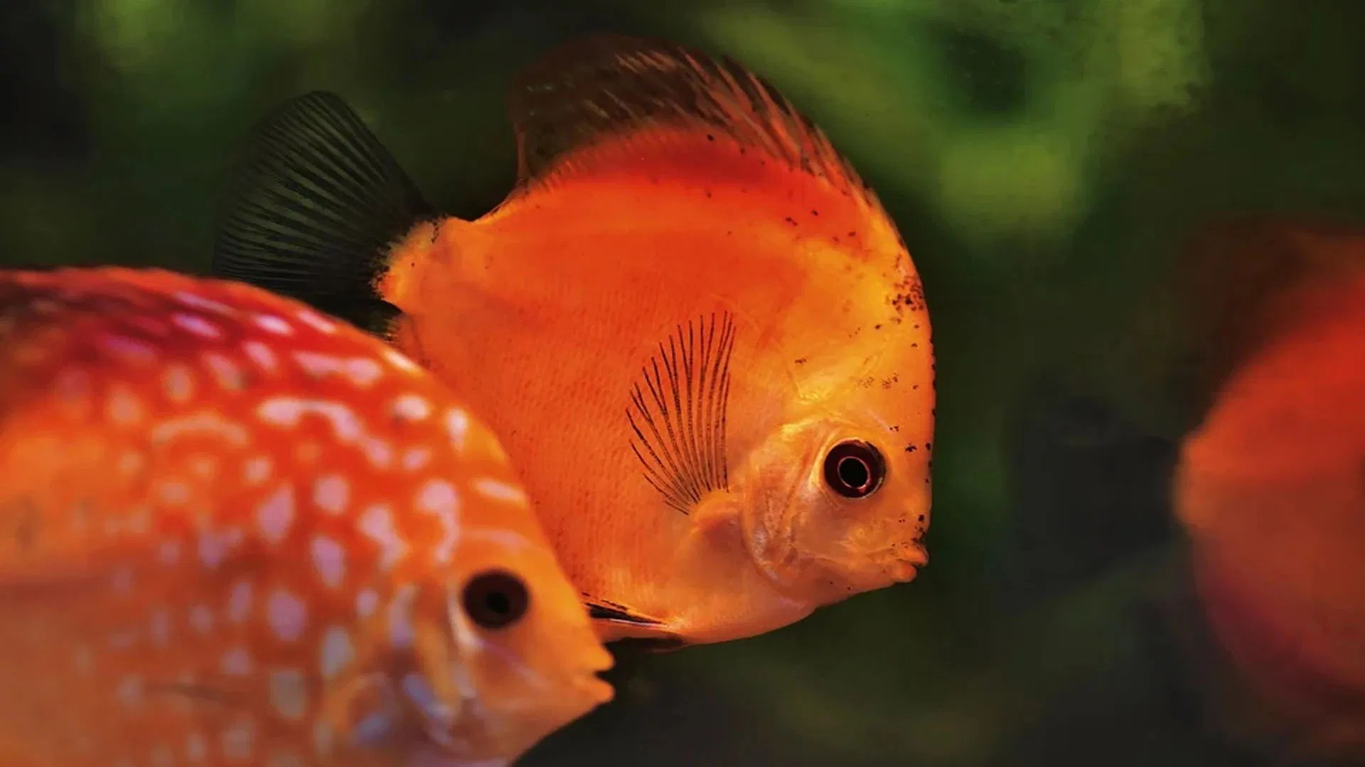 Swapan Shastra Fish In Dream Good Or Bad Sapne Me Machli Dekhne Ka