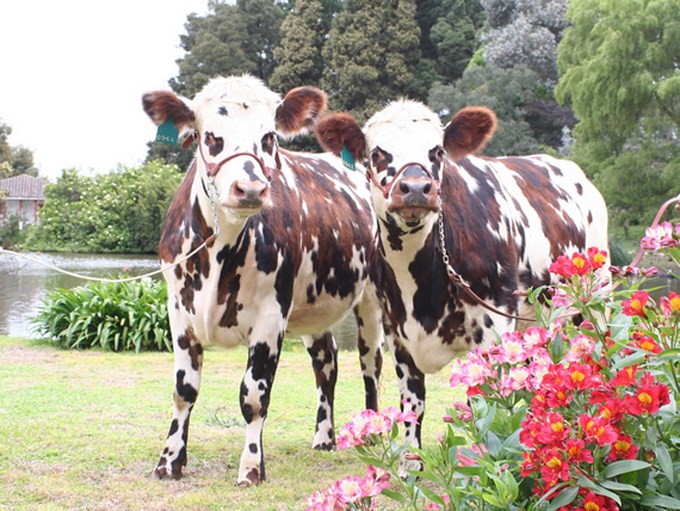 Colombia segundo país del mundo en calidad y cantidad de Ganado
