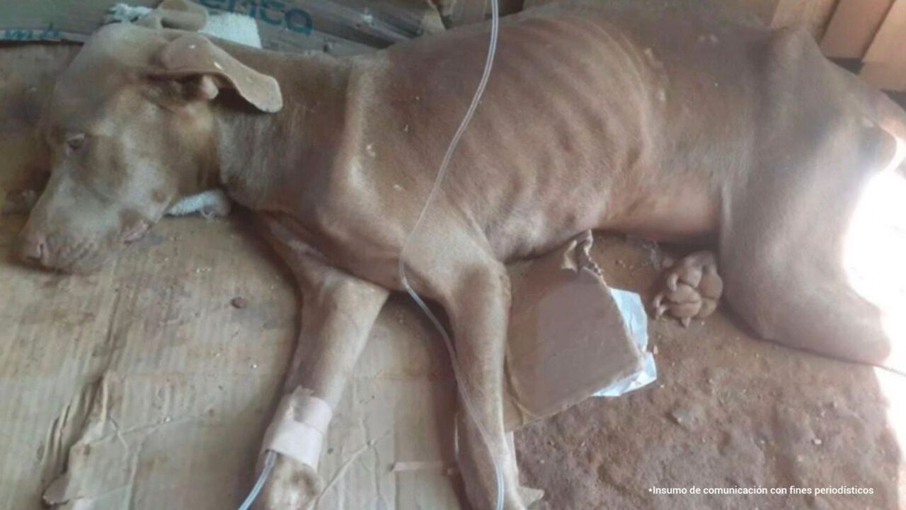 Cruelty without limits! The men who ended the lives of the dogs 'Kiara' and 'Odin' have been convicted