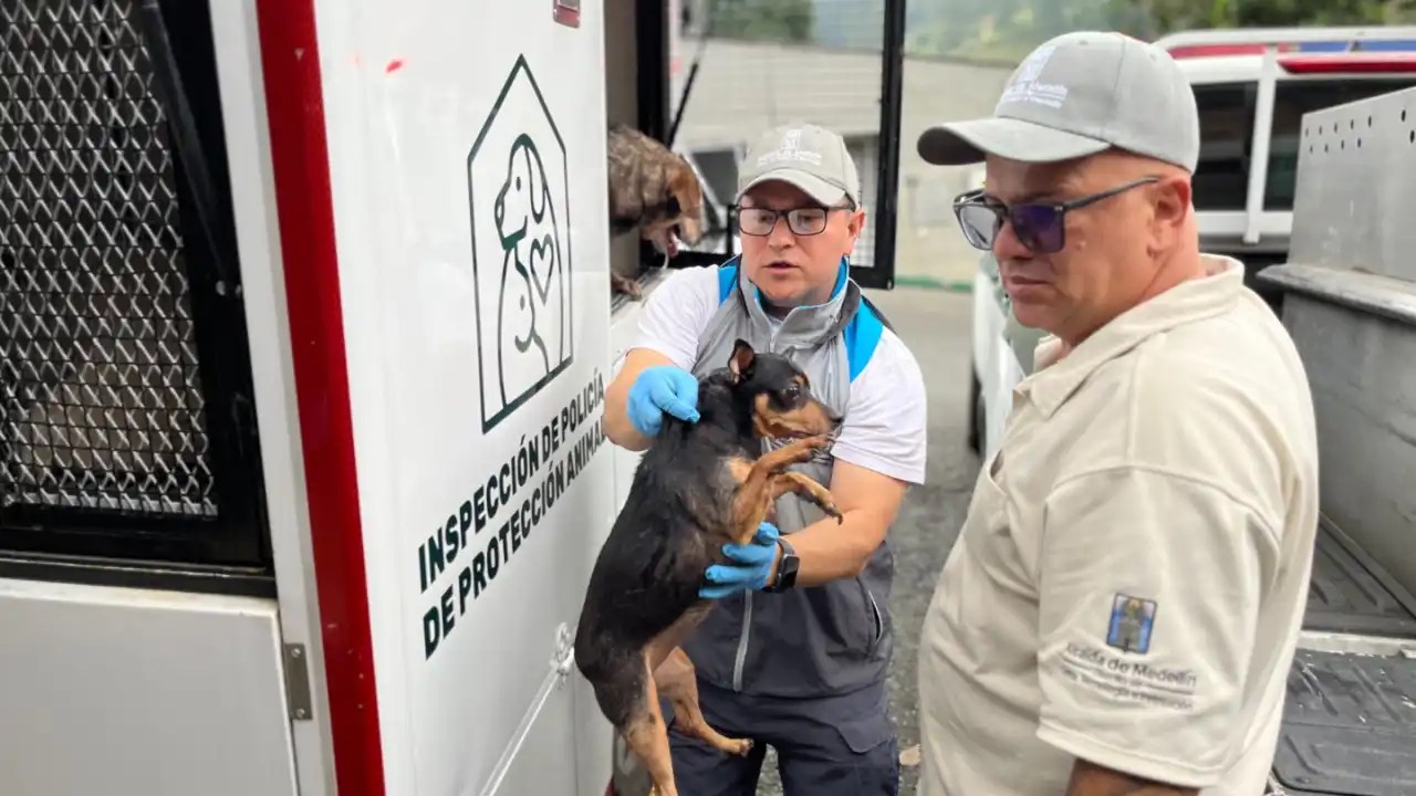 They rescue 46 animals from a house with overcrowding and abuse in San Antonio de Prado