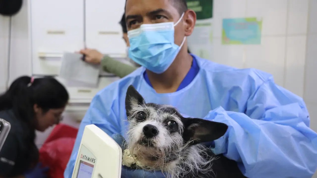 They rescue 46 animals from a house with overcrowding and abuse in San Antonio de Prado