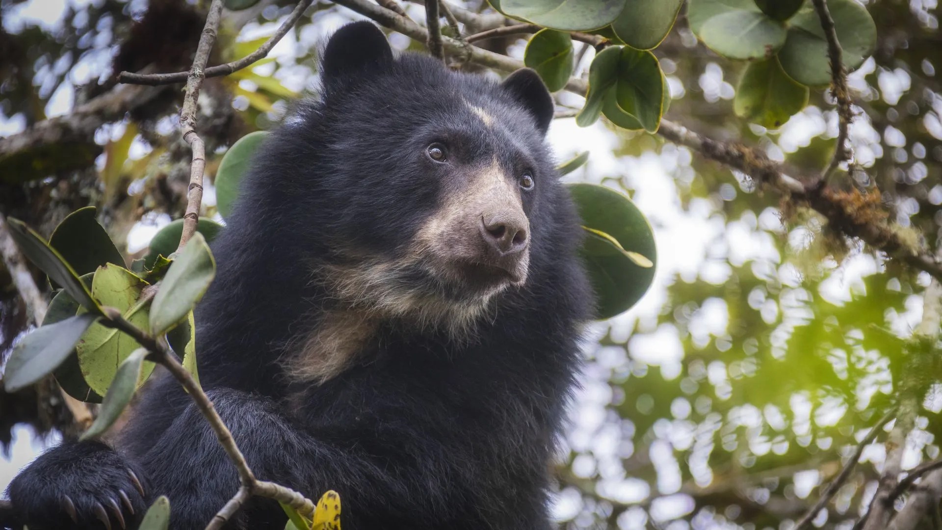¡Disparos y amenazas! Denuncian ataque a funcionarios de la CAR que protegían un oso de anteojos en Villapinzón