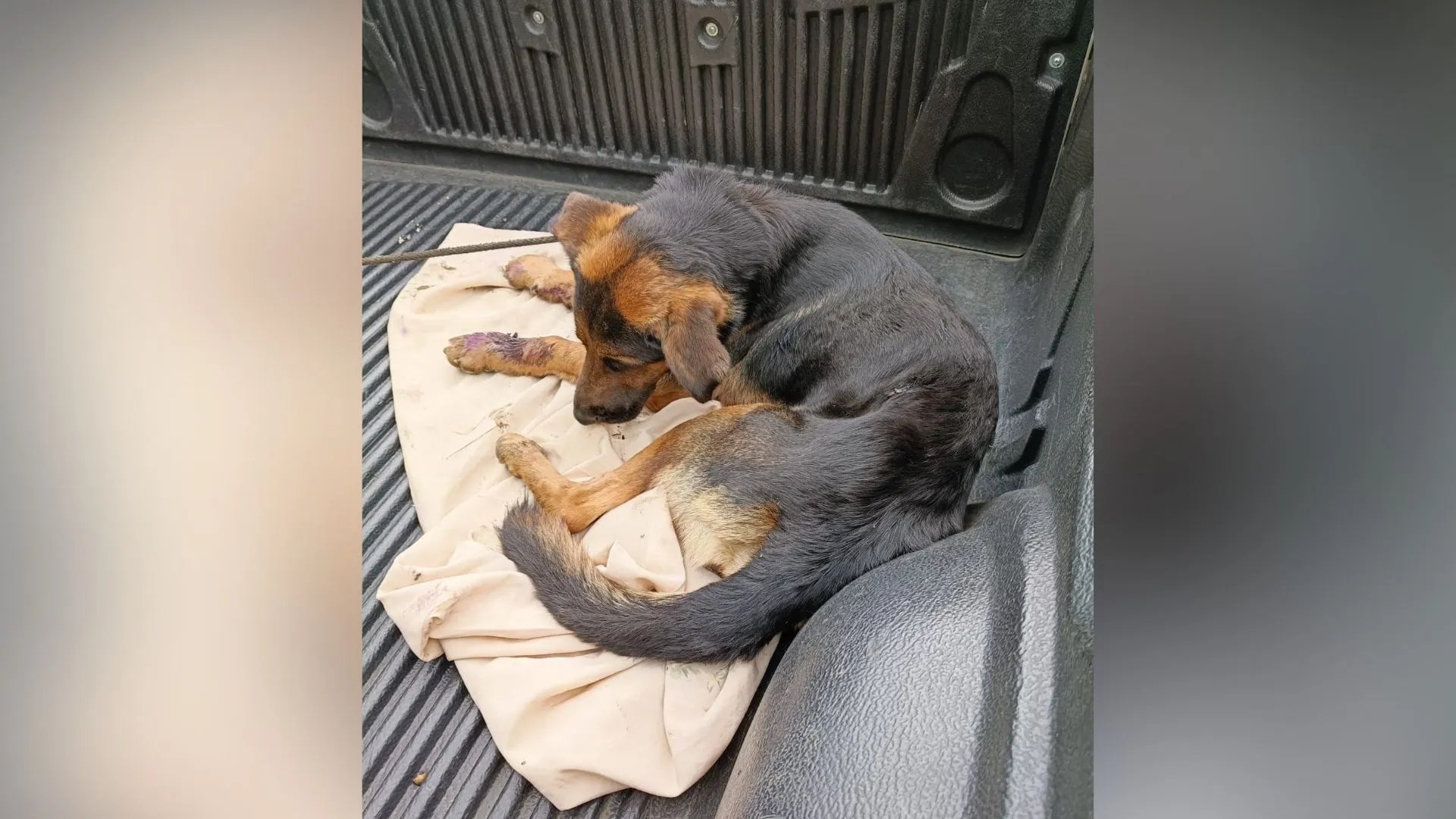 They found him surrounded by buzzards! Police rescued a puppy in a serious state of abandonment in Yotoco