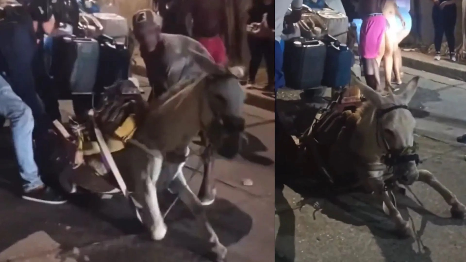 ¡Se desplomó del cansancio! Burro colapsa en Cartagena tras ser obligado a arrastrar carga excesiva