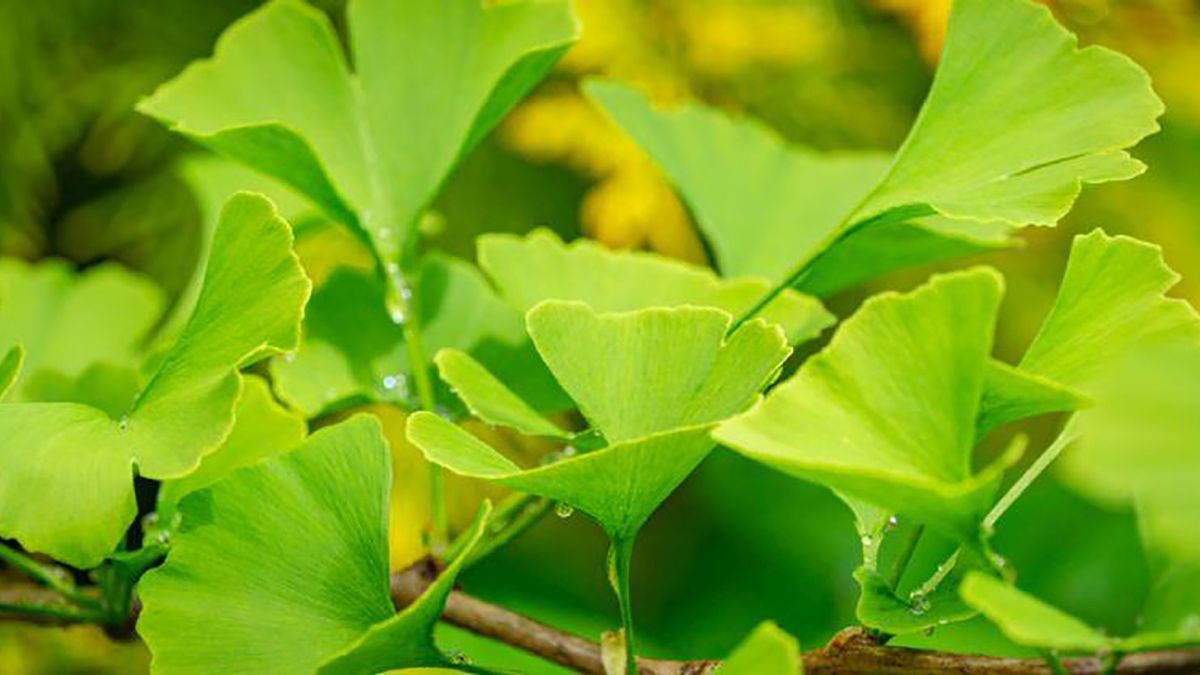 Ginkgo biloba qué es, usos, efectos y cómo tomarlo