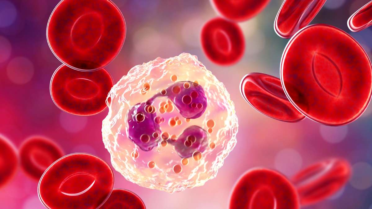 Neutropenia Qué es, causas, síntomas y prevención