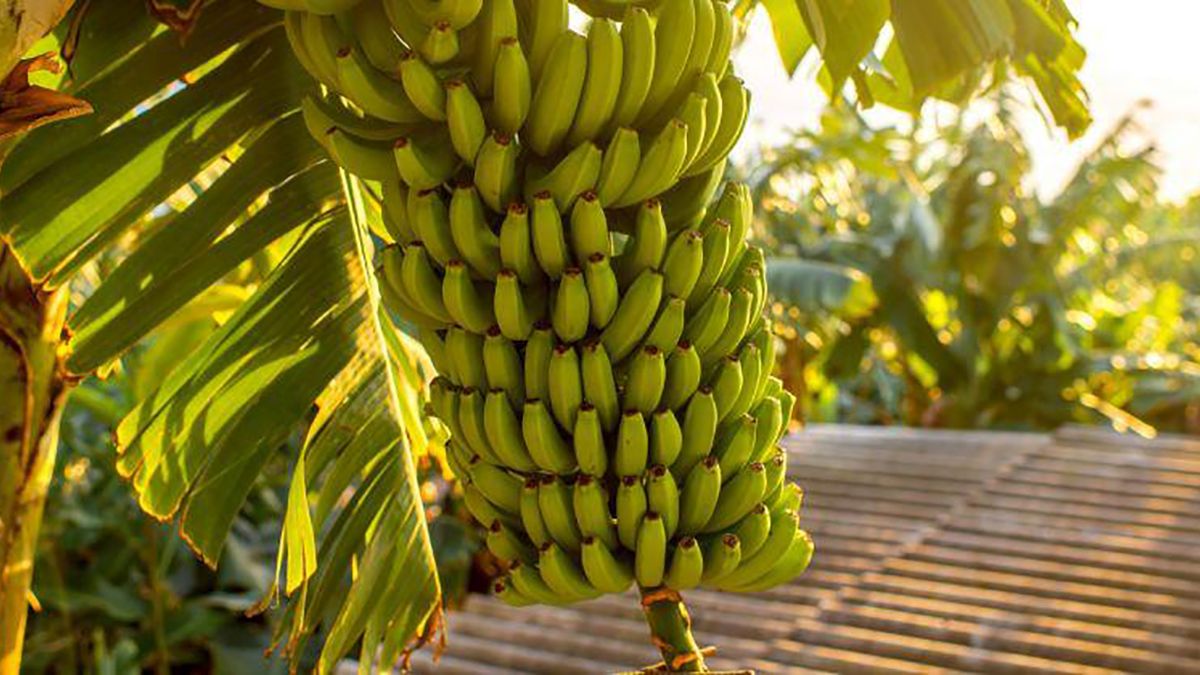 Plátano de Canarias por qué es mejor opción que la banana