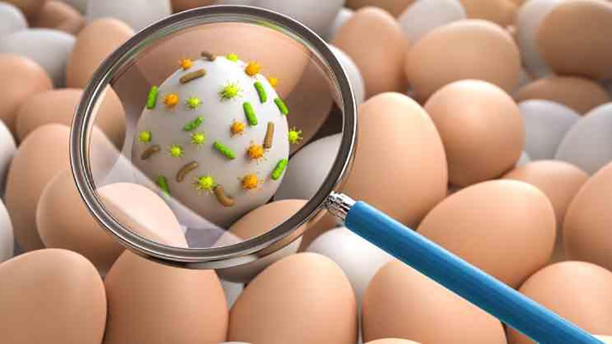 Cómo evitar la salmonelosis y qué hacer si me intoxico