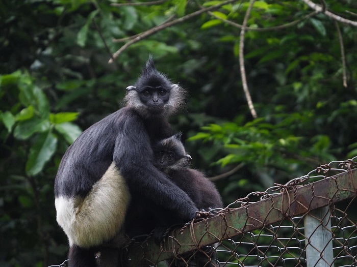 Endangered Primate Rescue Center A Haven for Rare Primates