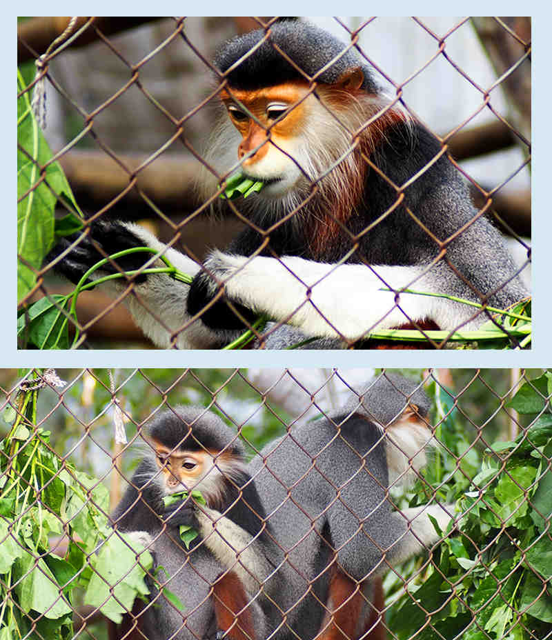 Endangered Primate Rescue Center A Haven for Rare Primates