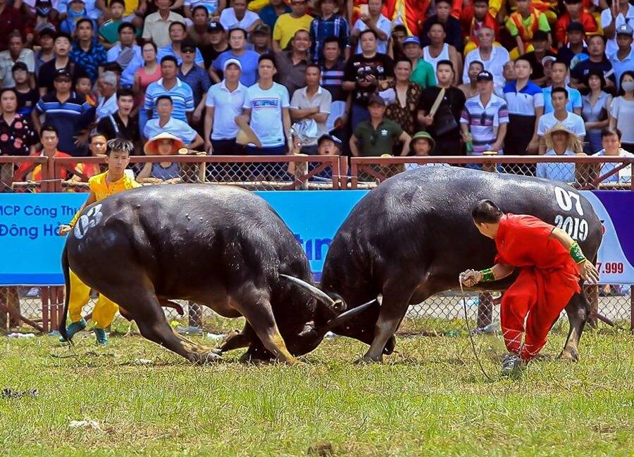 Water buffalo A deep dive into Vietnam's national animal