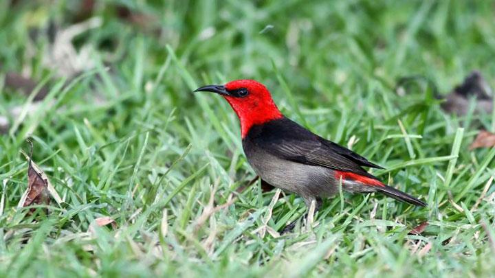 Spesies Burung Di Indonesia Bertambah Ada Nama Iriana Jokowi Tekno Tempo Co