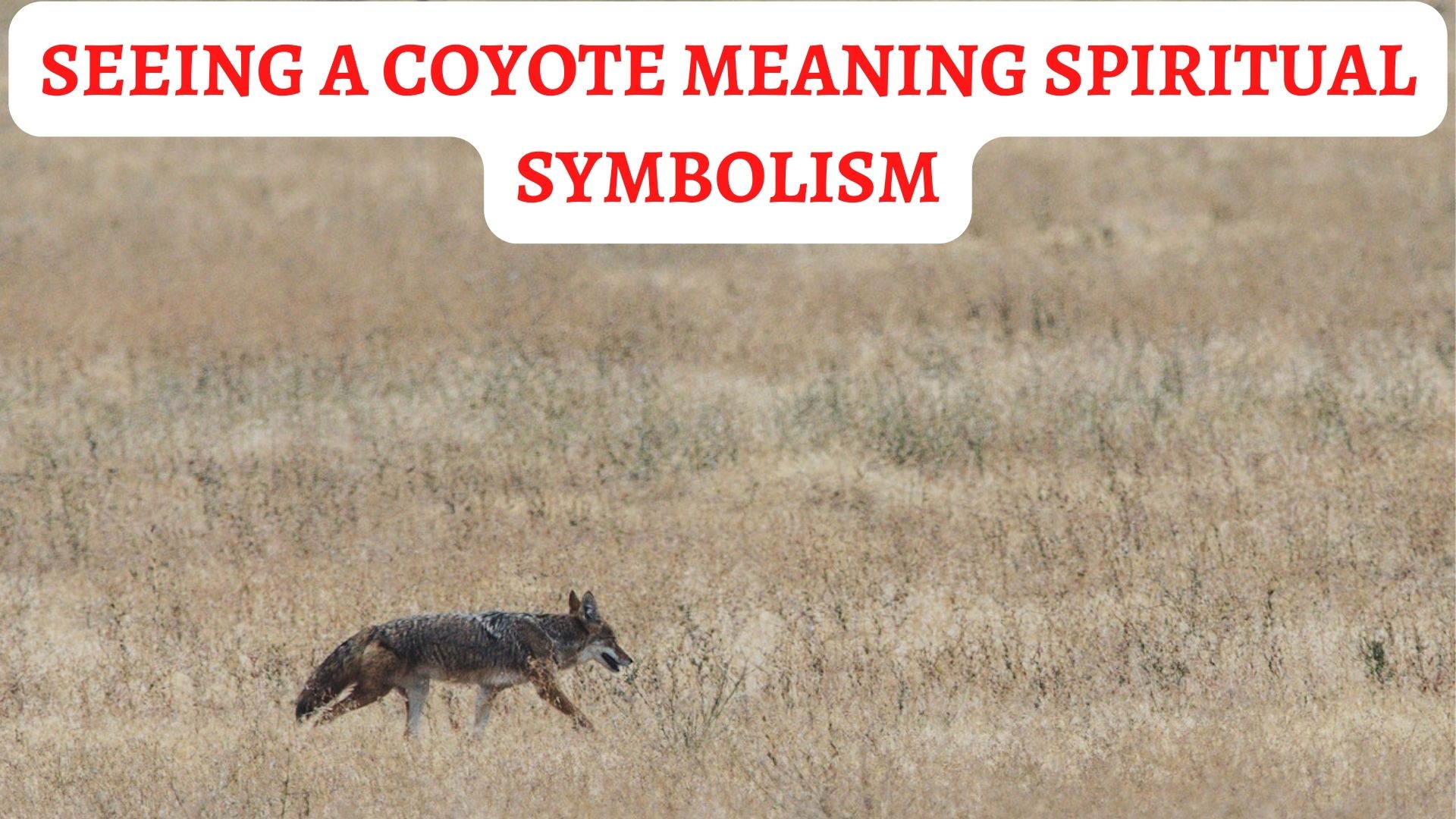 What Does It Mean When You See A Coyote Spiritual Symbolism