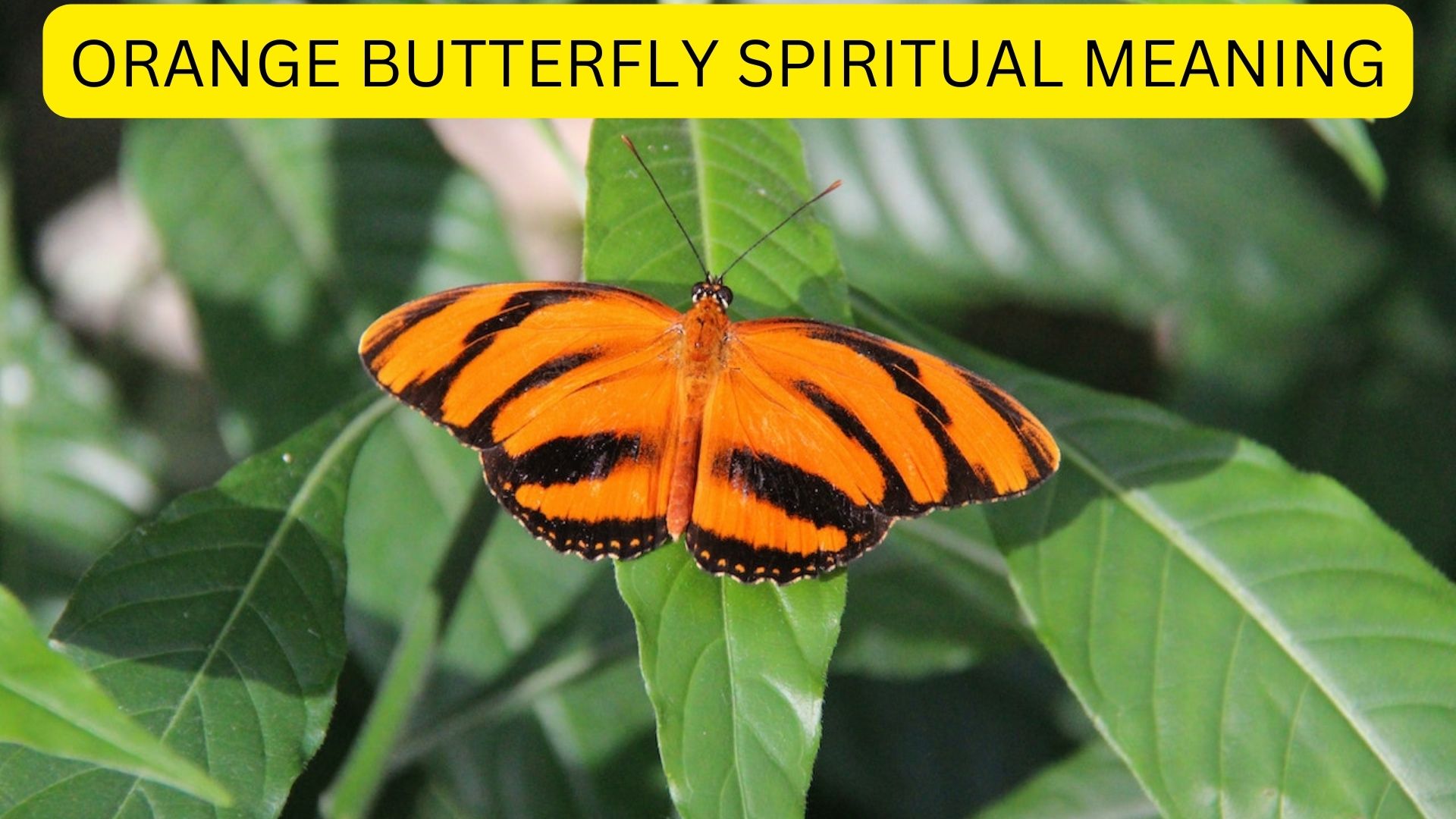Orange Butterfly Spiritual Meaning