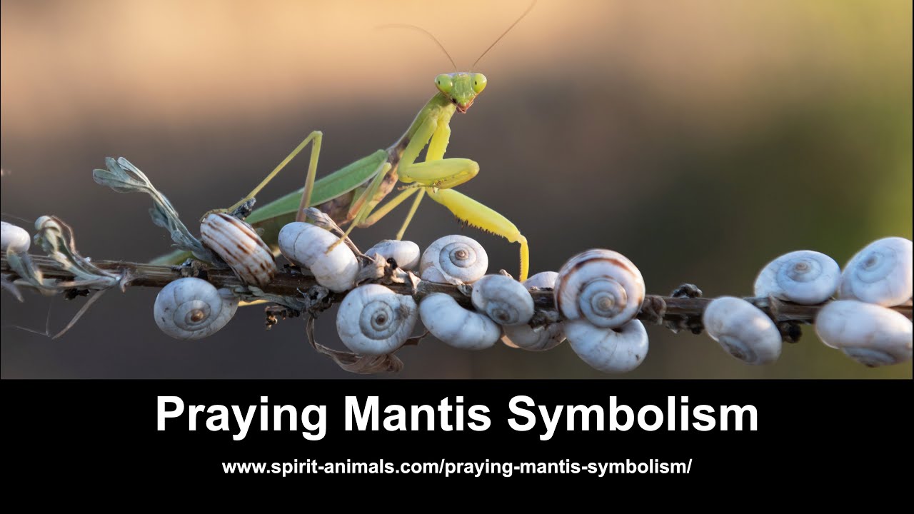 What Does A Praying Mantis Symbolize?