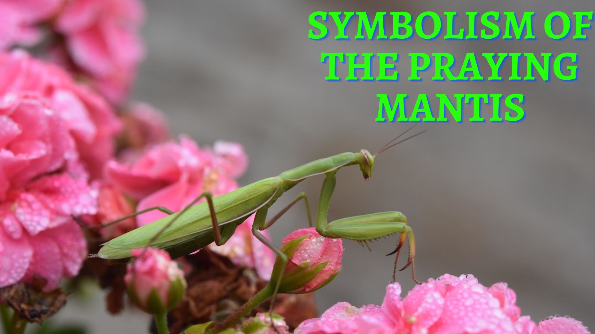 Symbolism Of The Praying Mantis A Sign Of Good Luck Or Fortune
