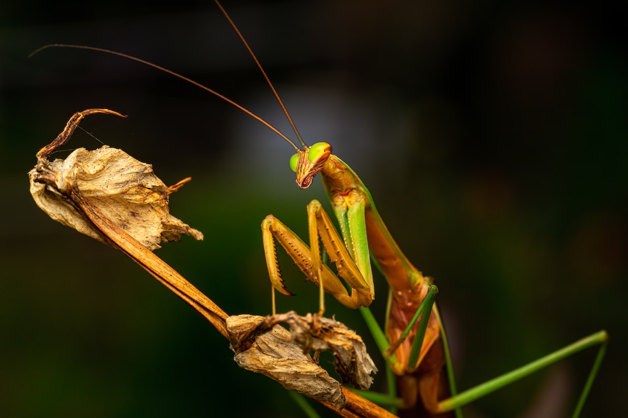 Spiritual Meaning Of A Praying Mantis Symbol Of Good Fortune, Wealth