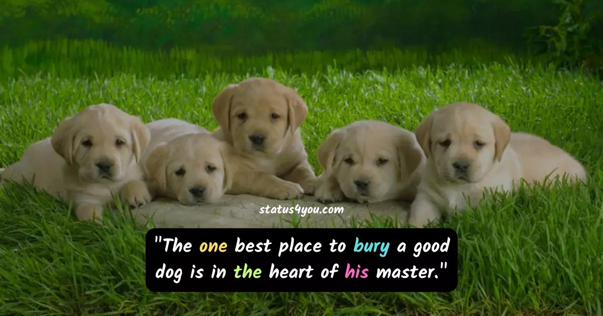 765 + Best Dog Death Quotes