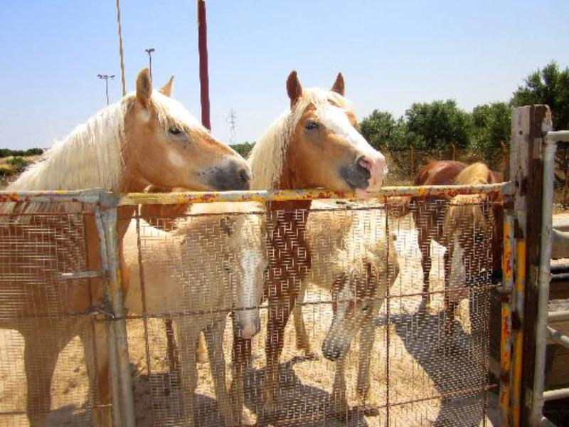 Horseback Riding Crete, Crete horse riding on the beach, Crete Horses