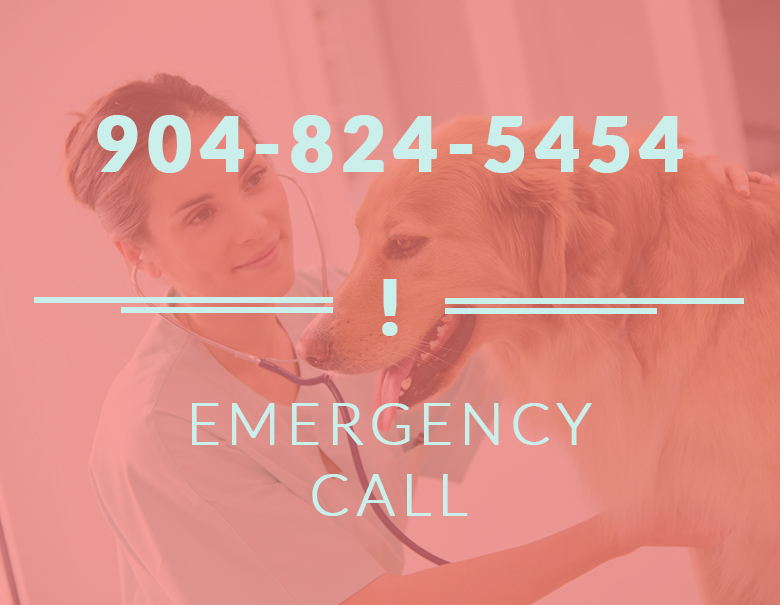 Emergency Animal Hospital St Augustine Fl at Nancy Bello blog