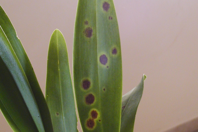 Images of Bacterial Brown Spot on Orchids