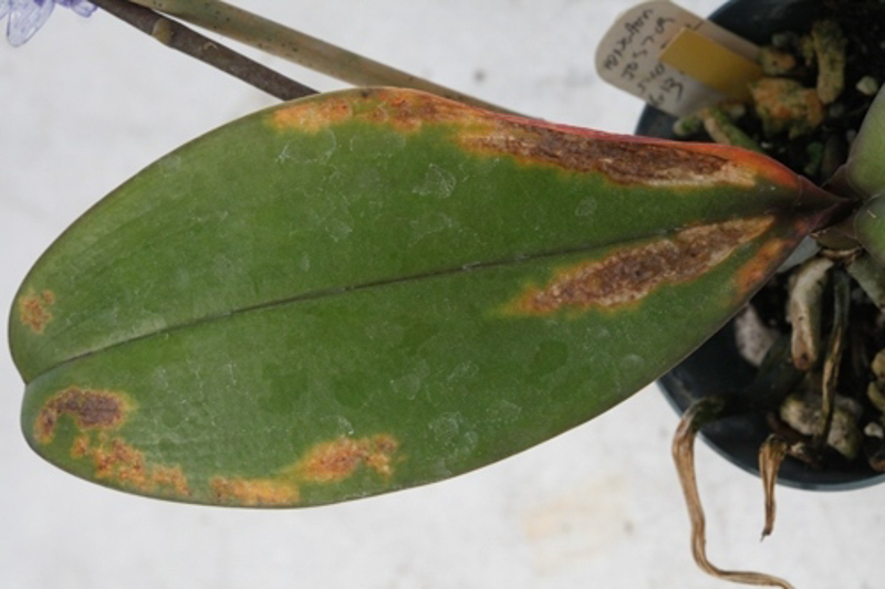 Images of Fusarium Wilt on Orchids